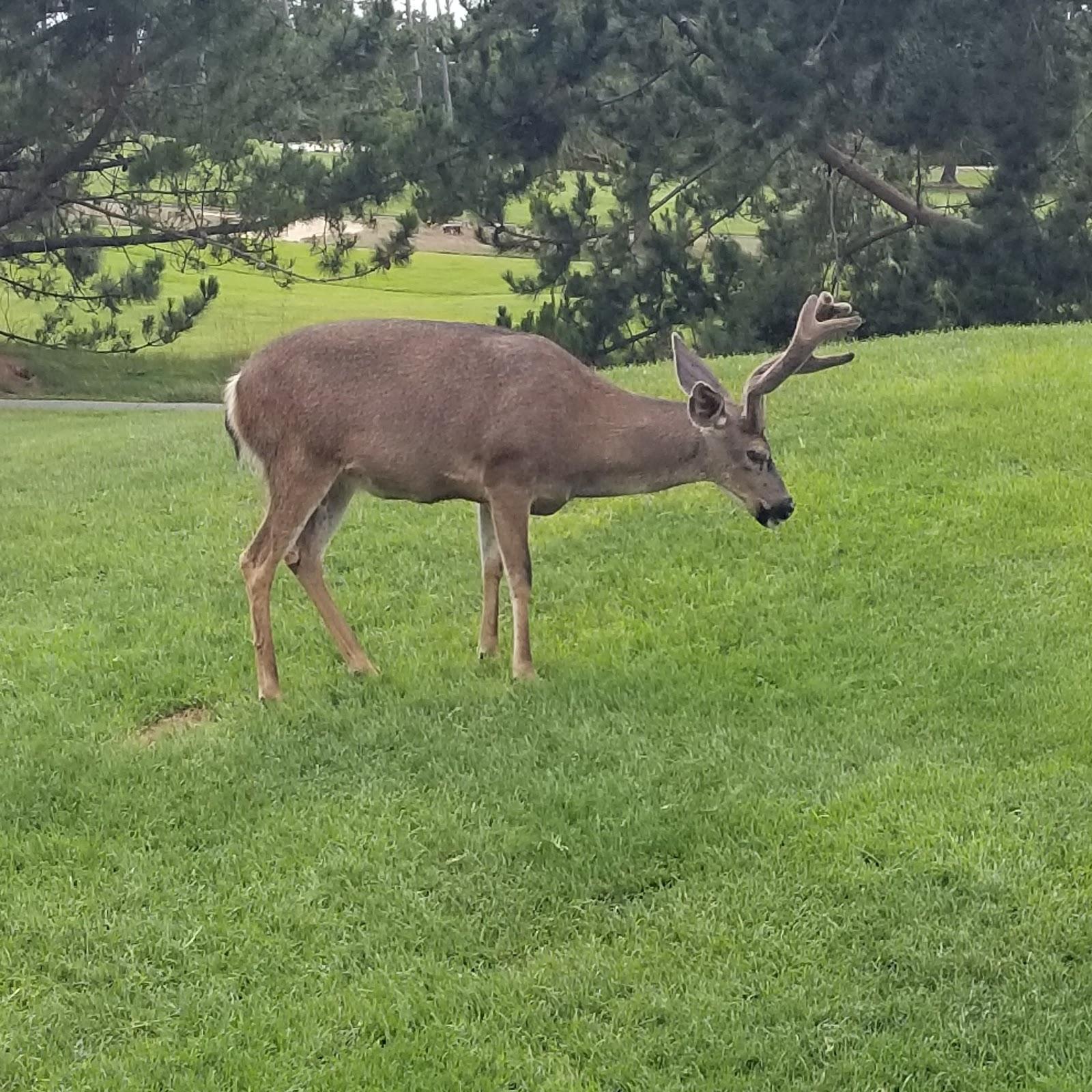 Photo of Spyglass Hill Golf Course