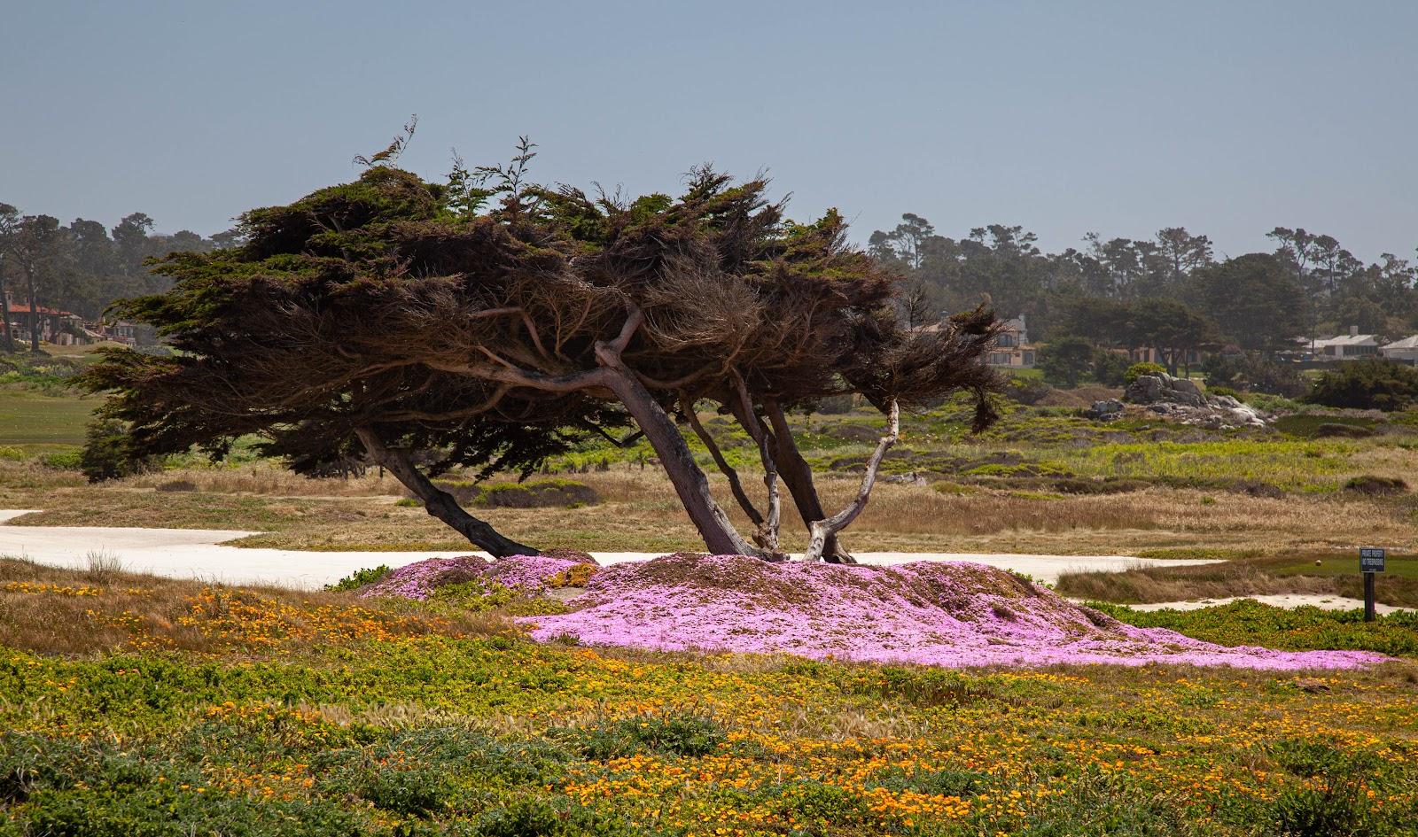 Photo of Spyglass Hill Golf Course