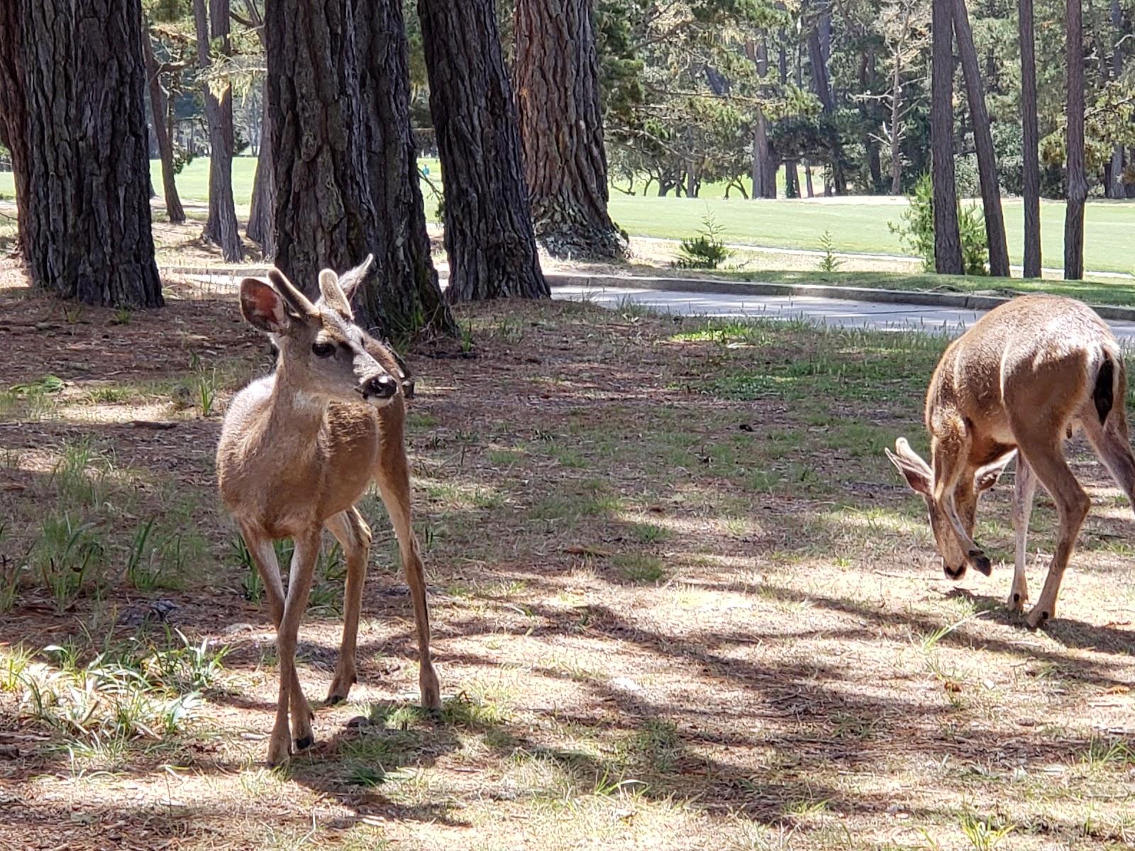 Photo of Poppy Hills Golf Course