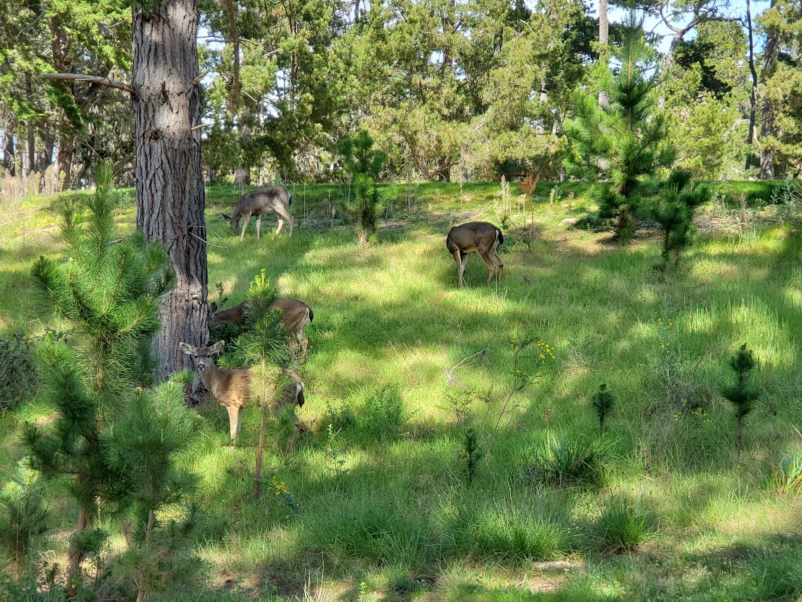 Photo of Poppy Hills Golf Course