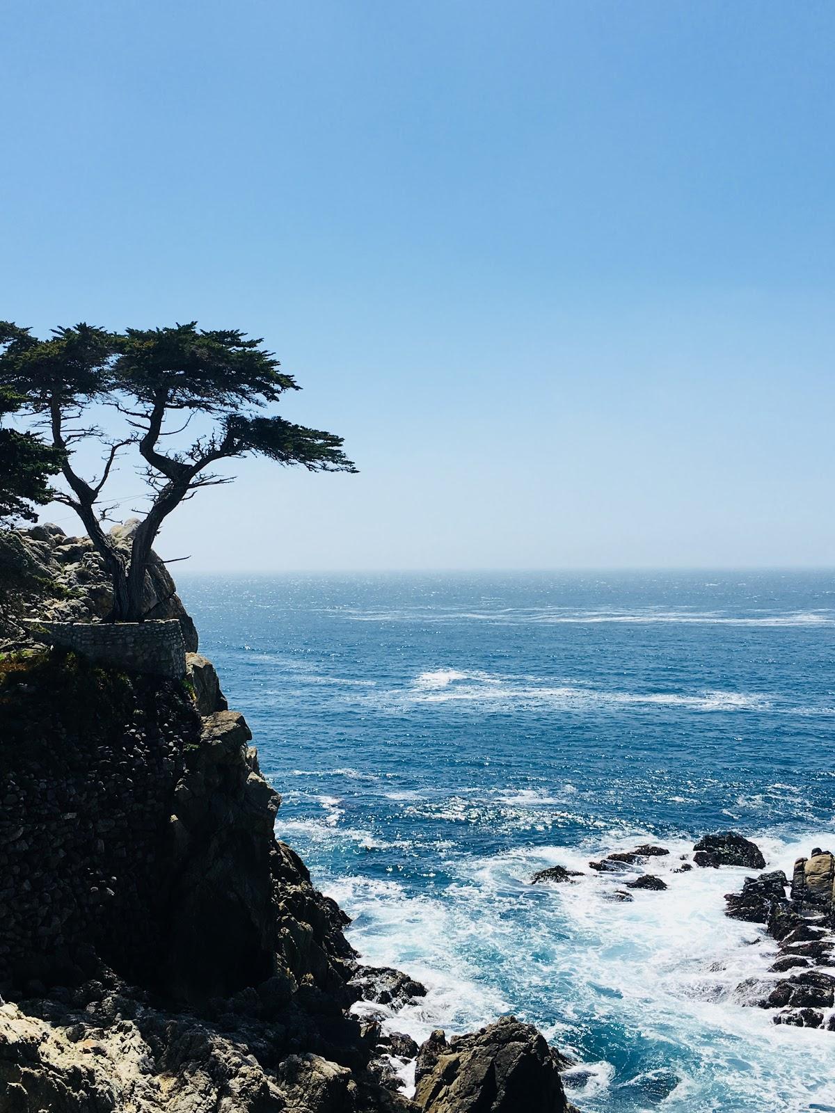 Photo of Lone Cypress Shop