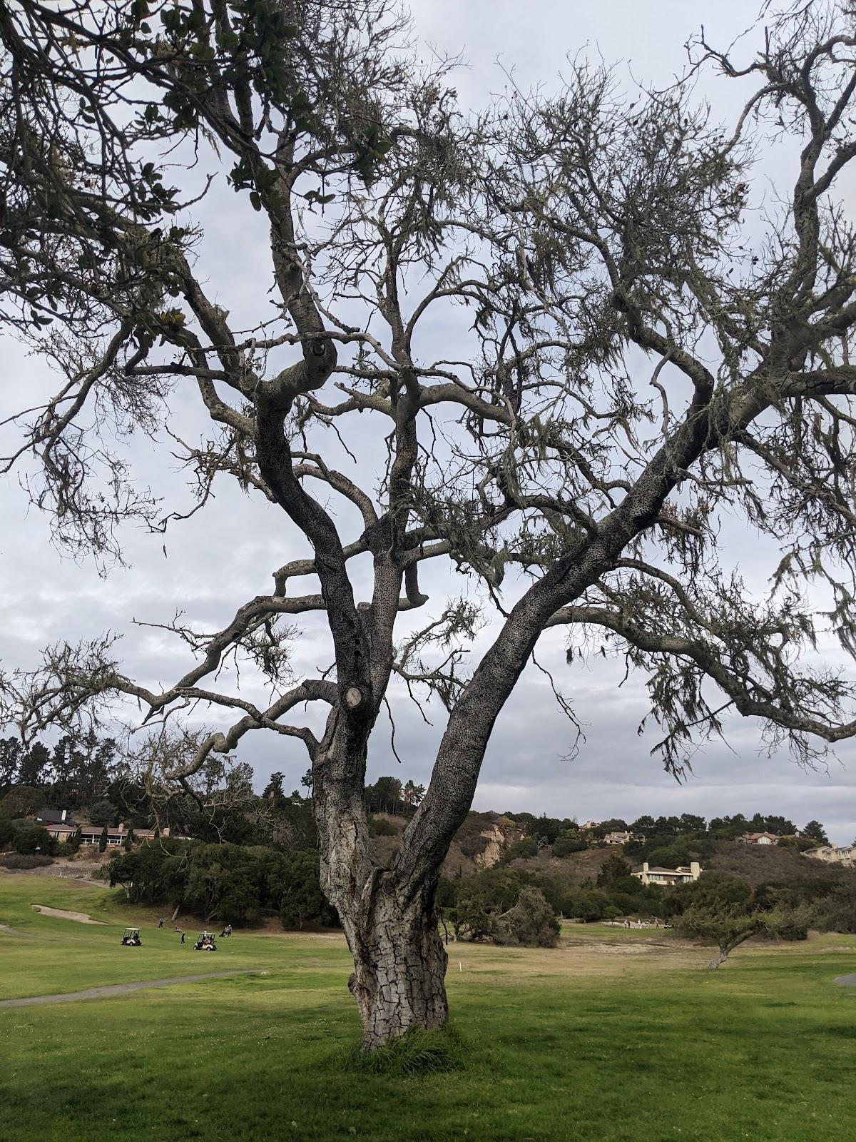 Photo of Laguna Seca Golf Ranch