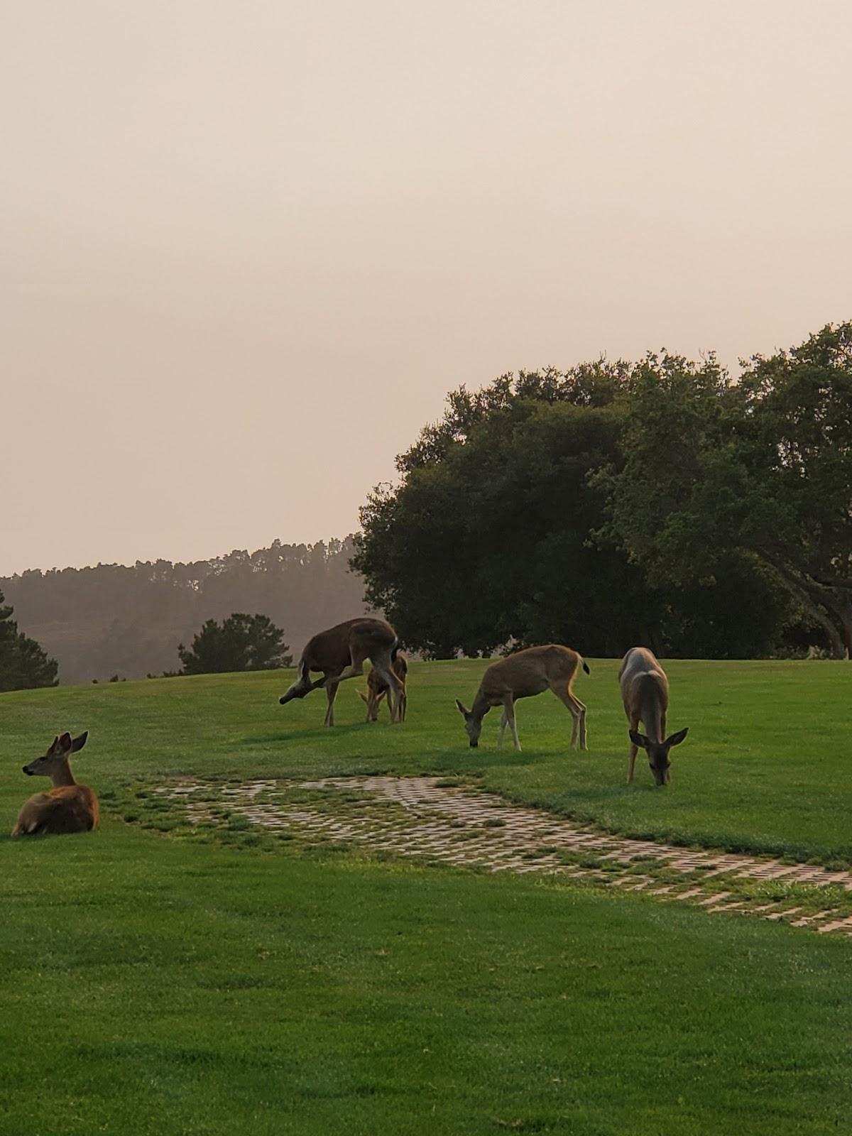 Photo of Tehama Golf Club