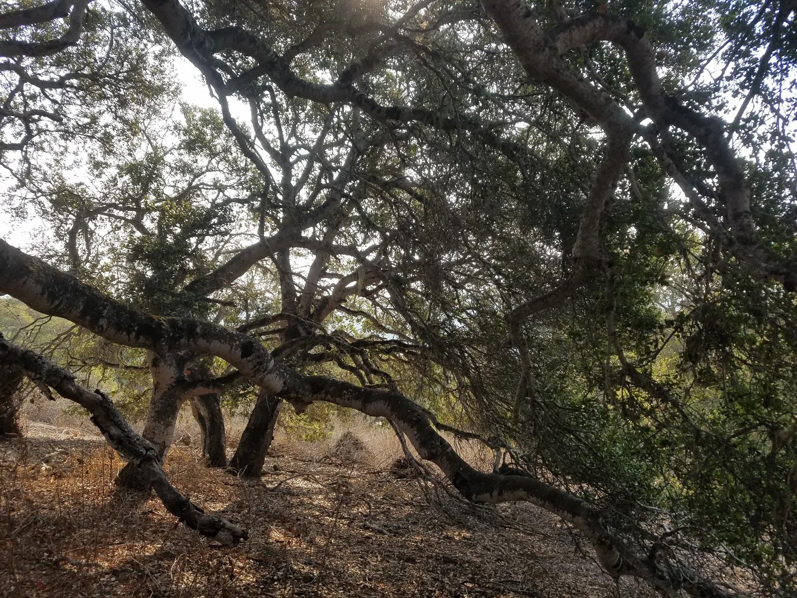 Photo of Ryan Ranch Disc Golf Course