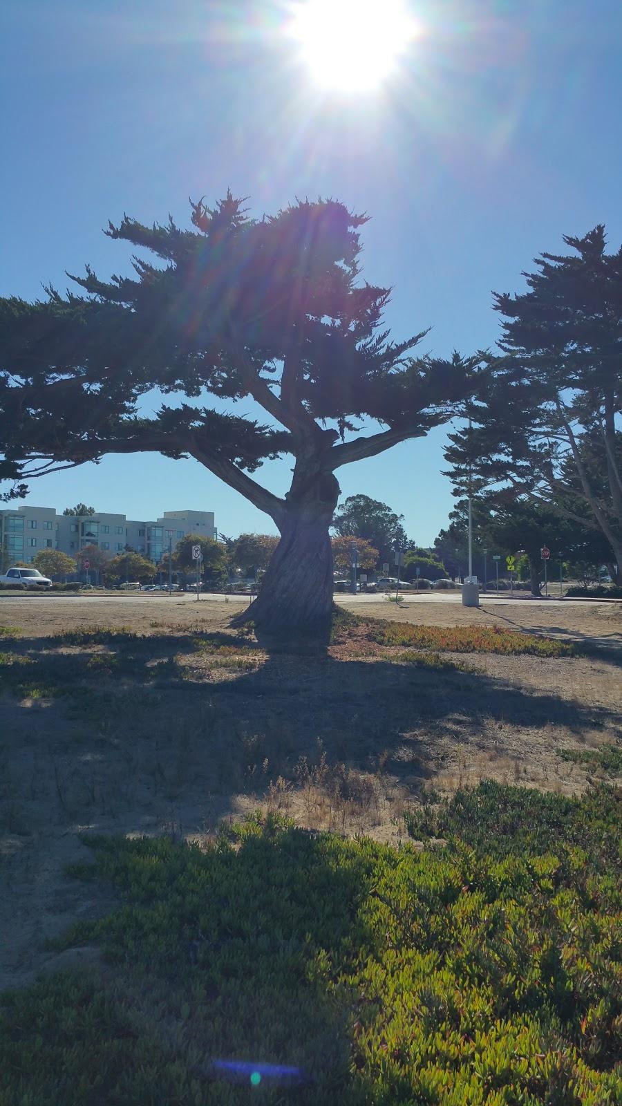 Photo of CSUMB Cypress Disc Golf Course