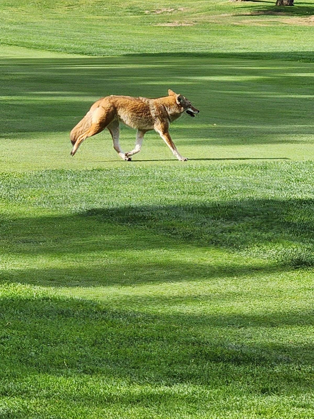 Photo of The Olympic Club